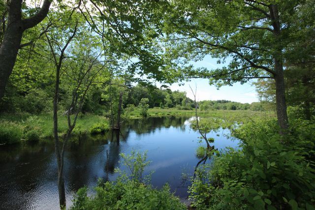 Lush green trees overhanging water