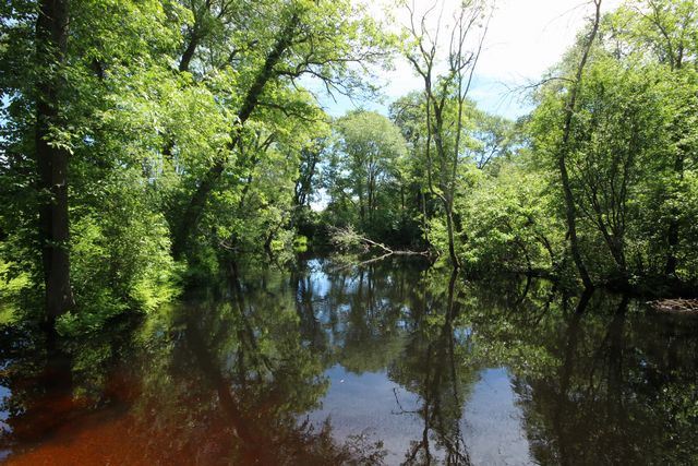 Body of Water surrounded by trees