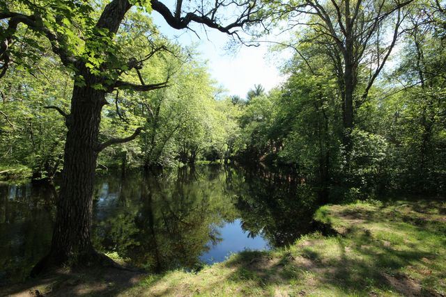 Trees overhanging body of water